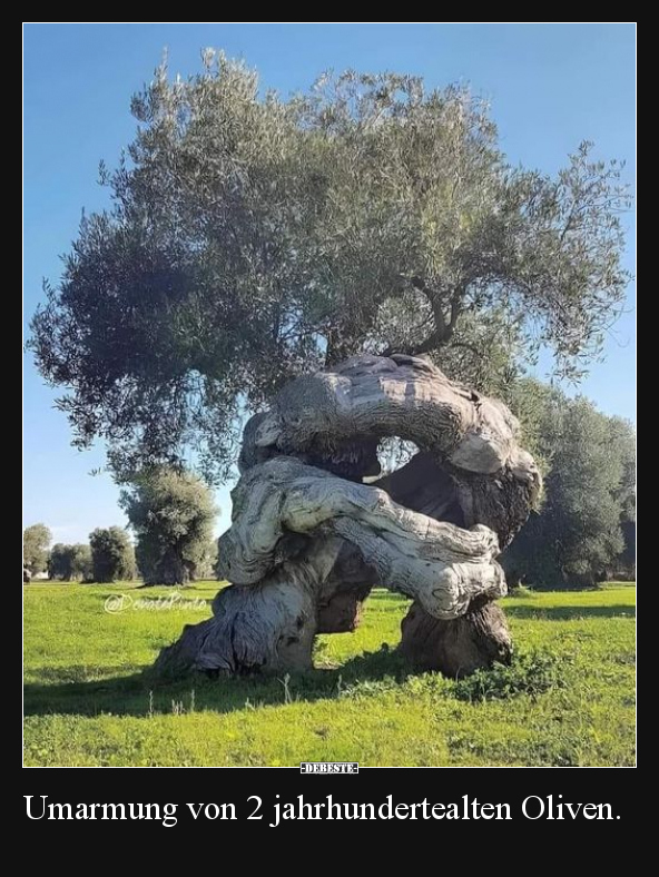 Umarmung von 2 jahrhundertealten Oliven... - Lustige Bilder | DEBESTE.de