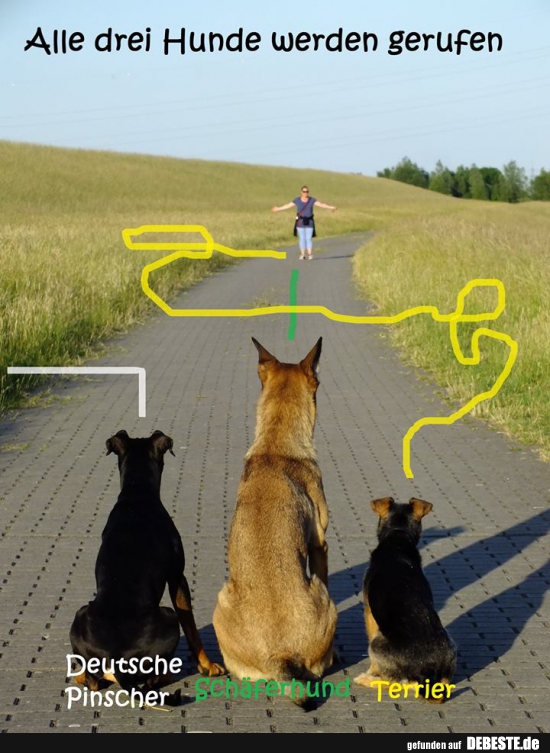 Alle drei Hunde werden gerufen.. - Lustige Bilder | DEBESTE.de