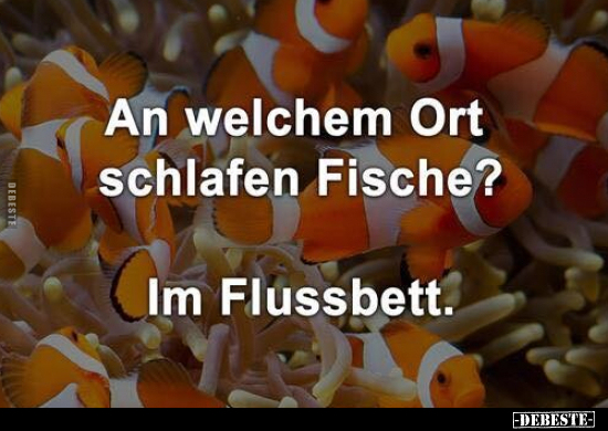 An welchem Ort schlafen Fische? Im Flussbett... - Lustige Bilder | DEBESTE.de