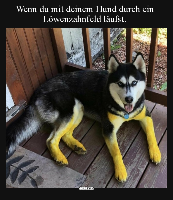 Wenn du mit deinem Hund durch ein Löwenzahnfeld.. - Lustige Bilder | DEBESTE.de