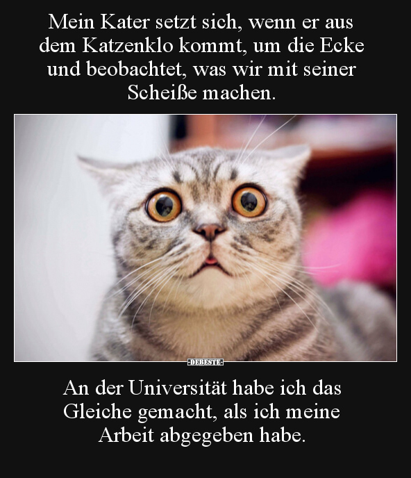 Mein Kater setzt sich, wenn er aus dem Katzenklo kommt, um.. - Lustige Bilder | DEBESTE.de