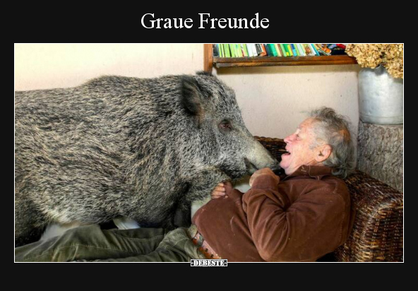 Graue Freunde.. - Lustige Bilder | DEBESTE.de