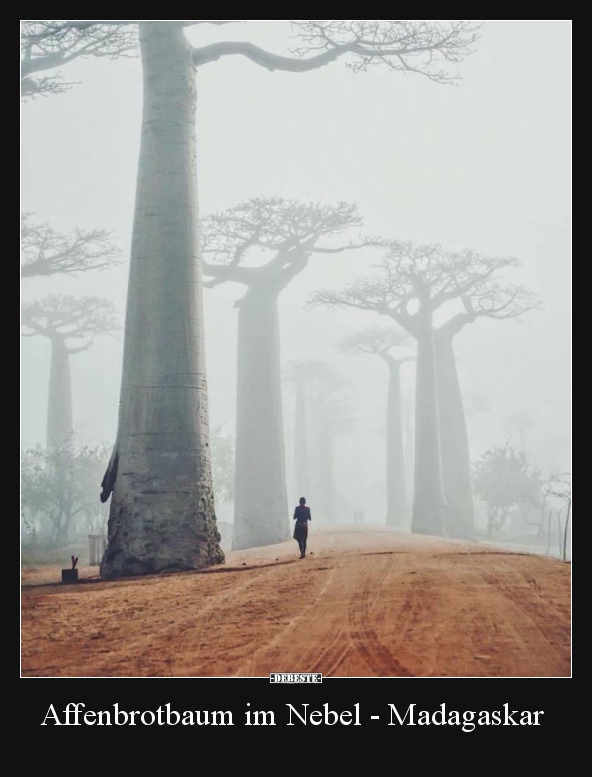 Affenbrotbaum im Nebel - Madagaskar.. - Lustige Bilder | DEBESTE.de