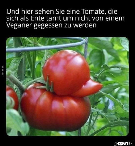 Und hier sehen Sie eine Tomate, die sich als Ente.. - Lustige Bilder | DEBESTE.de