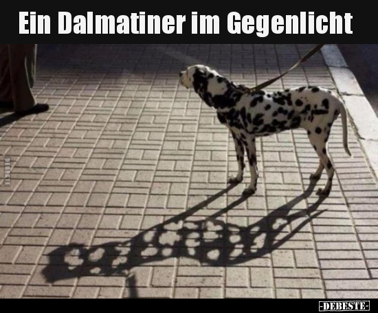Ein Dalmatiner im Gegenlicht.. - Lustige Bilder | DEBESTE.de