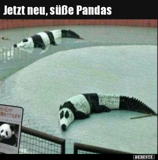 Jetzt neu, süße Pandas.. - Lustige Bilder | DEBESTE.de