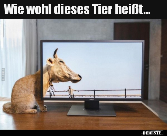 Wie wohl dieses Tier heißt... - Lustige Bilder | DEBESTE.de