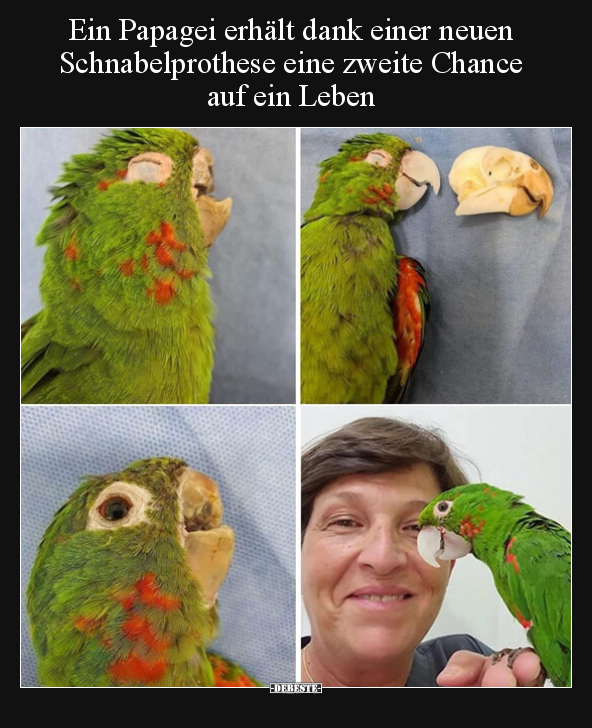 Ein Papagei erhält dank einer neuen Schnabelprothese eine.. - Lustige Bilder | DEBESTE.de