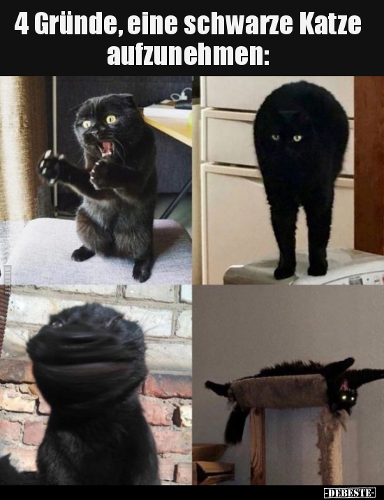 4 Gründe, eine schwarze Katze aufzunehmen.. - Lustige Bilder | DEBESTE.de