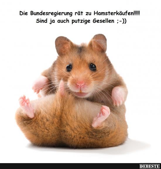 Regierung empfiehlt Hamsterkäufe!!! - Lustige Bilder | DEBESTE.de