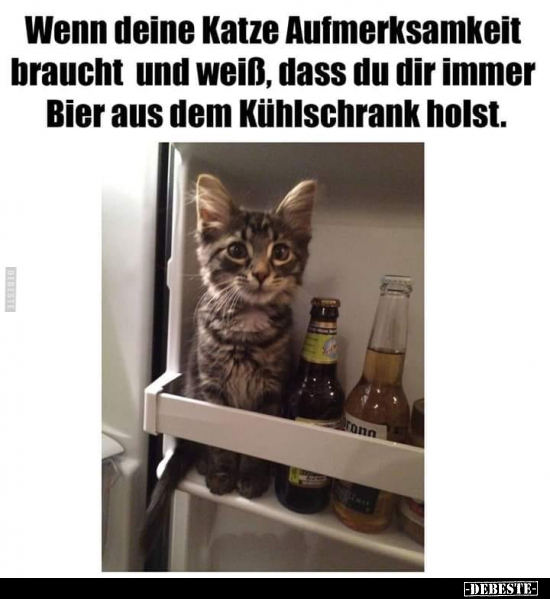 Wenn deine Katze Aufmerksamkeit braucht und weiß, dass du.. - Lustige Bilder | DEBESTE.de