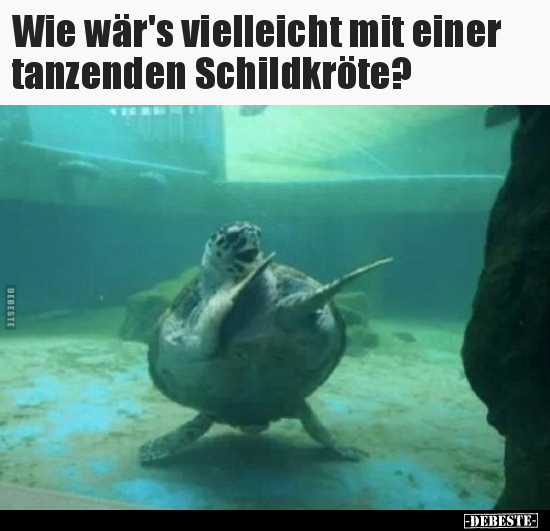Wie wär's vielleicht mit einer tanzenden Schildkröte?.. - Lustige Bilder | DEBESTE.de