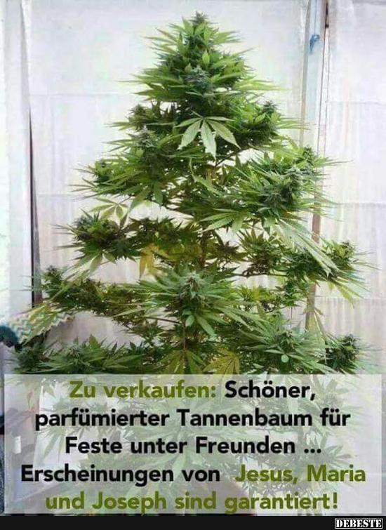 Zu verkaufen: Schöner, parfümierter Tannenbaum.. - Lustige Bilder | DEBESTE.de