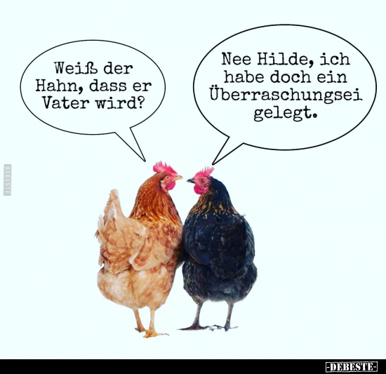 Weiß der Hahn, dass er Vater wird?.. - Lustige Bilder | DEBESTE.de
