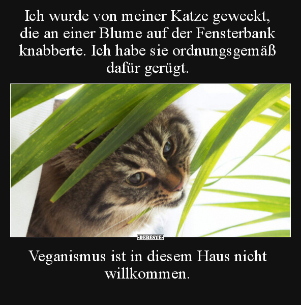 Ich wurde von meiner Katze geweckt, die an einer Blume auf.. - Lustige Bilder | DEBESTE.de