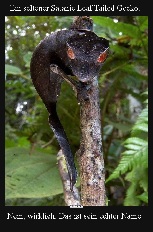 Ein seltener Satanic Leaf Tailed Gecko. Nein, wirklich... - Lustige Bilder | DEBESTE.de