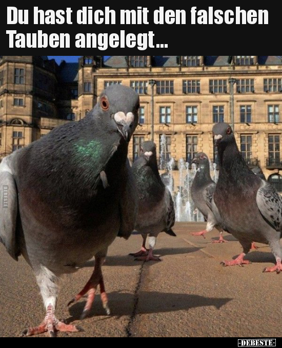 Du hast dich mit den falschen Tauben angelegt... - Lustige Bilder | DEBESTE.de