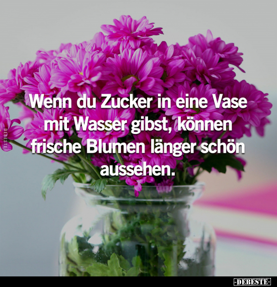 Wenn du Zucker in eine Vase mit Wasser gibst.. - Lustige Bilder | DEBESTE.de