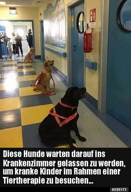 Diese Hunde warten darauf ins Krankenzimmer gelassen zu.. - Lustige Bilder | DEBESTE.de