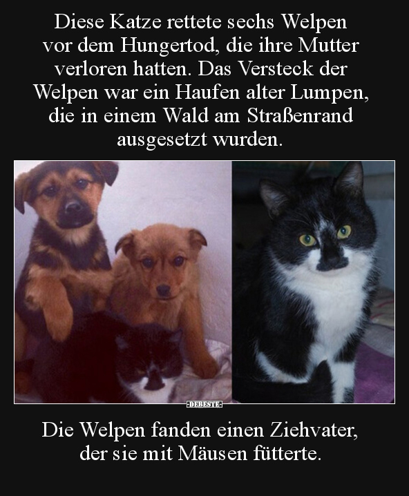 Diese Katze rettete sechs Welpen vor dem Hungertod, die.. - Lustige Bilder | DEBESTE.de