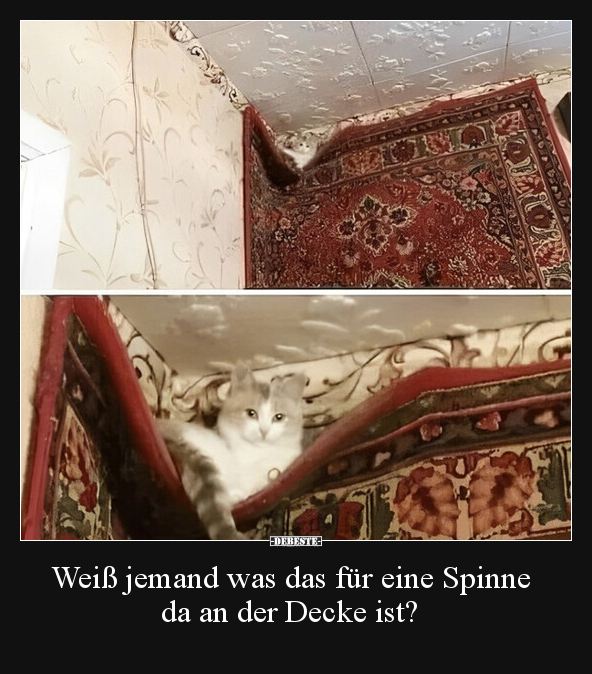 Weiß jemand was das für eine Spinne da an der Decke ist?.. - Lustige Bilder | DEBESTE.de