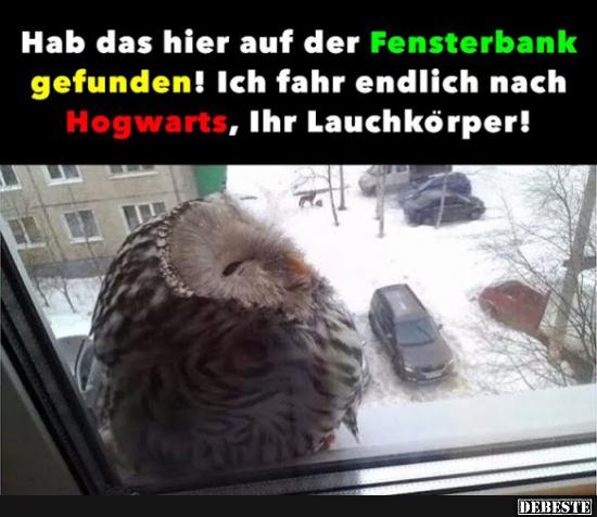 Hab das hier auf der Fensterbank gefunden! - Lustige Bilder | DEBESTE.de