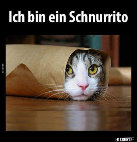 Ich bin ein Schnurrito.. - Lustige Bilder | DEBESTE.de