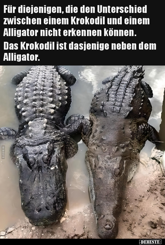 Für diejenigen, die den Unterschied zwischen einem Krokodil.. - Lustige Bilder | DEBESTE.de