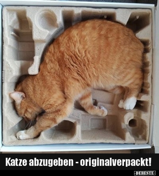 Katze abzugeben - originalverpackt!.. - Lustige Bilder | DEBESTE.de