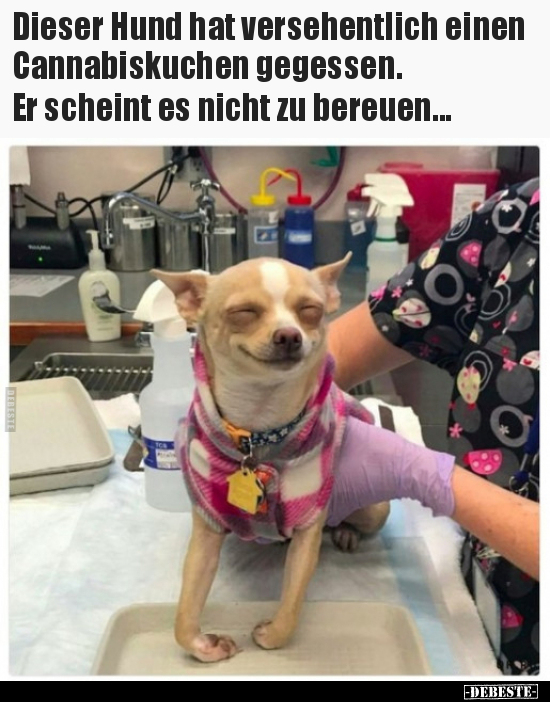 Dieser Hund hat versehentlich einen Cannabiskuchen.. - Lustige Bilder | DEBESTE.de