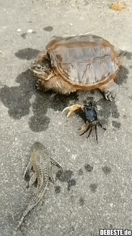 Vielleicht tun Schildkröten nur so, als wären sie langsam.. - Lustige Bilder | DEBESTE.de