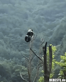 Panda auf der Spitze eines Baumes. - Lustige Bilder | DEBESTE.de