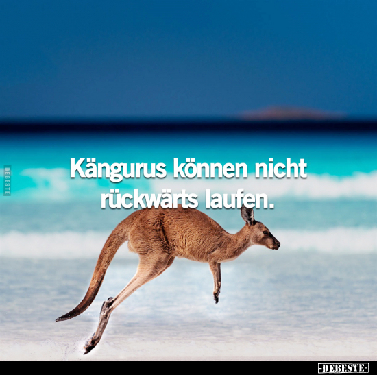 Kängurus können nicht rückwärts laufen... - Lustige Bilder | DEBESTE.de