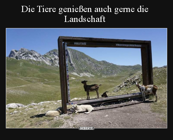 Die Tiere genießen auch gerne die Landschaft.. - Lustige Bilder | DEBESTE.de