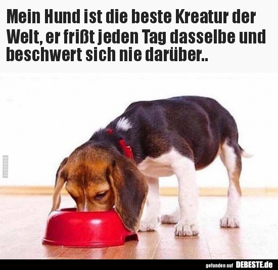 Mein Hund ist die beste Kreatur der Welt, er frißt jeden.. - Lustige Bilder | DEBESTE.de
