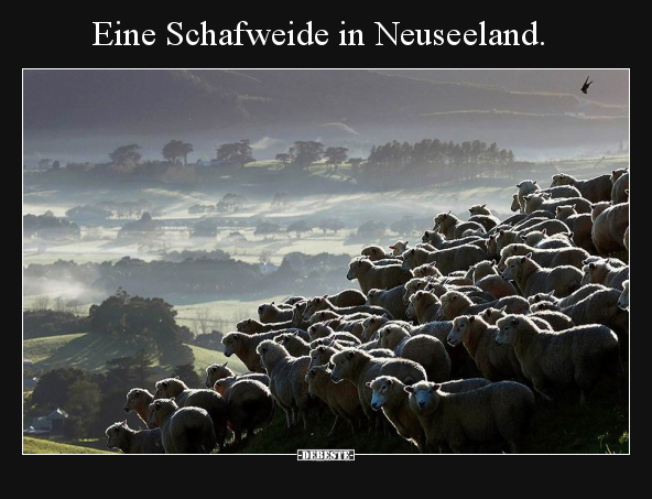 Eine Schafweide in Neuseeland... - Lustige Bilder | DEBESTE.de