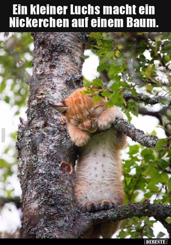 Ein kleiner Luchs macht ein Nickerchen auf einem Baum... - Lustige Bilder | DEBESTE.de
