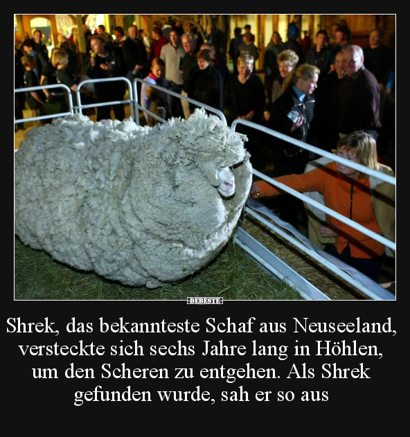 Shrek, das bekannteste Schaf aus Neuseeland.. - Lustige Bilder | DEBESTE.de
