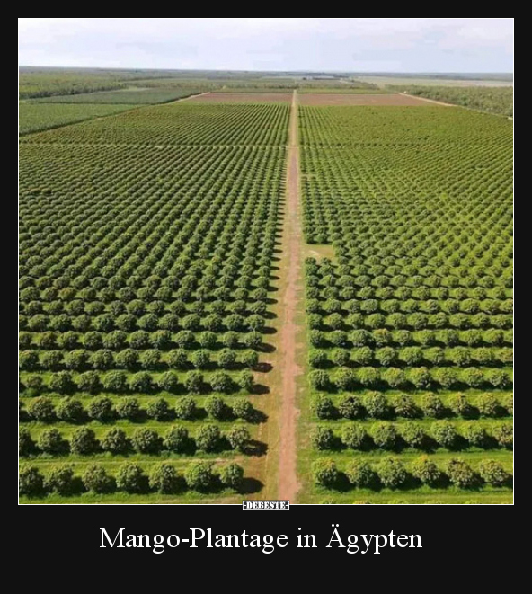 Mango-Plantage in Ägypten.. - Lustige Bilder | DEBESTE.de