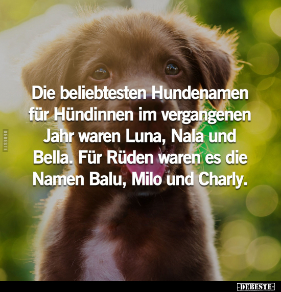 Die beliebtesten Hundenamen für Hündinnen im vergangenen.. - Lustige Bilder | DEBESTE.de