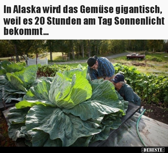 In Alaska wird das Gemüse gigantisch, weil es 20 Stunden am.. - Lustige Bilder | DEBESTE.de