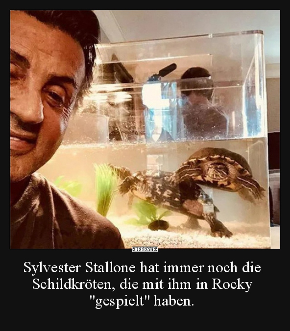 Sylvester Stallone hat immer noch die Schildkröten, die.. - Lustige Bilder | DEBESTE.de