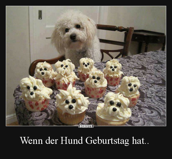 Wenn der Hund Geburtstag hat.. - Lustige Bilder | DEBESTE.de