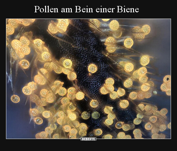Pollen am Bein einer Biene.. - Lustige Bilder | DEBESTE.de