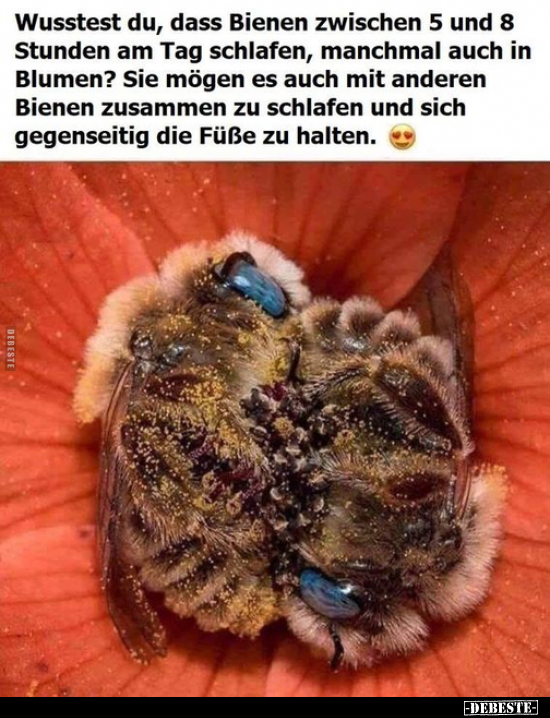 Wusstest du, dass Bienen zwischen 5 und 8 Stunden am Tag.. - Lustige Bilder | DEBESTE.de