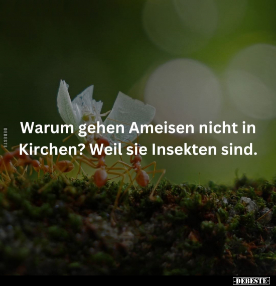 Warum gehen Ameisen nicht in Kirchen?.. - Lustige Bilder | DEBESTE.de