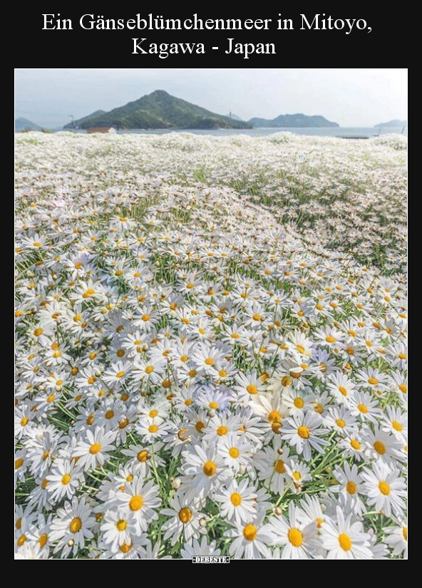 Ein Gänseblümchenmeer in Mitoyo, Kagawa - Japan.. - Lustige Bilder | DEBESTE.de