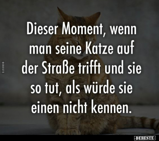 Dieser Moment, wenn man seine Katze.. - Lustige Bilder | DEBESTE.de