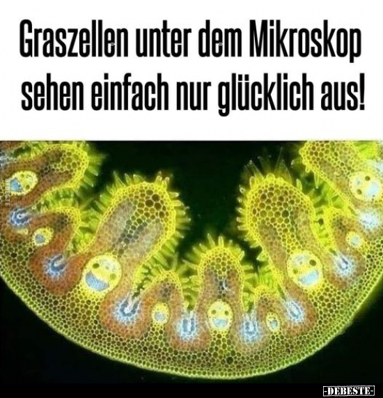 Graszellen unter dem Mikroskop sehen einfach nur glücklich.. - Lustige Bilder | DEBESTE.de
