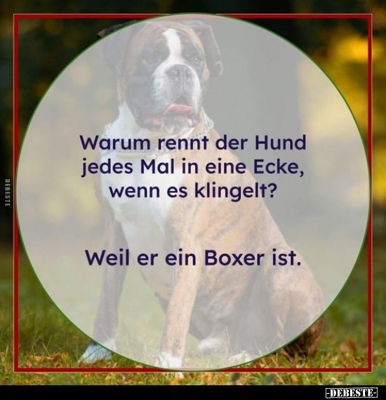 Warum rennt der Hund jedes Mal in eine Ecke, wenn es klingelt? - Lustige Bilder | DEBESTE.de